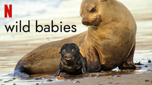 Watch Wild Babies | Netflix Official Site